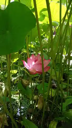 輪王寺両大師堂(寛永寺輪王殿)の自然