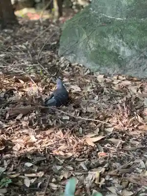 枚岡神社(大阪府)