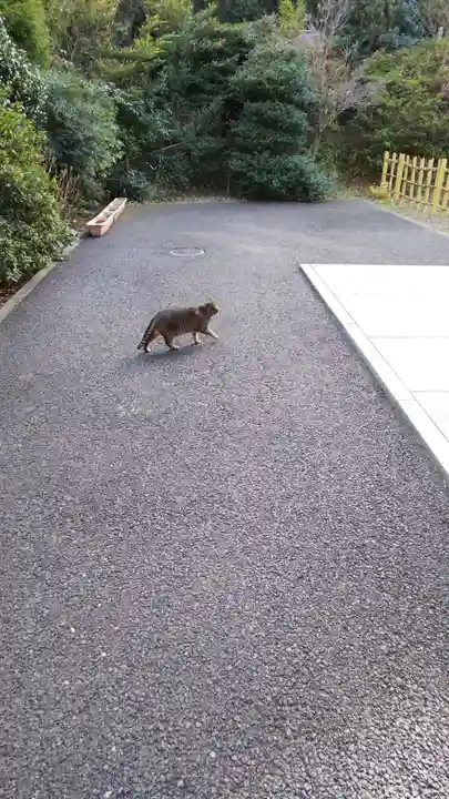 白金氷川神社の動物