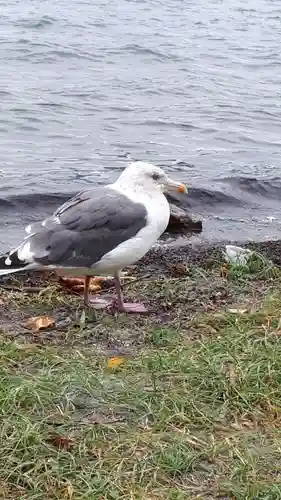 神社（洞爺湖中の島）の動物