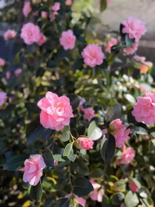 崇道天皇社(奈良県)