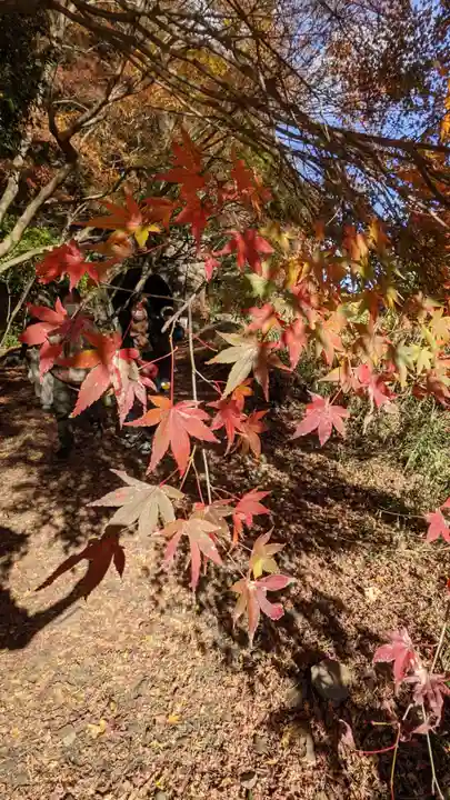 玉野御嶽神社の自然
