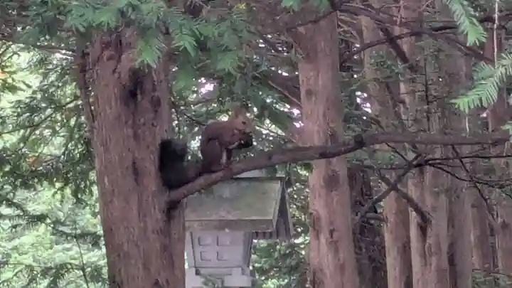 帯廣神社の動物