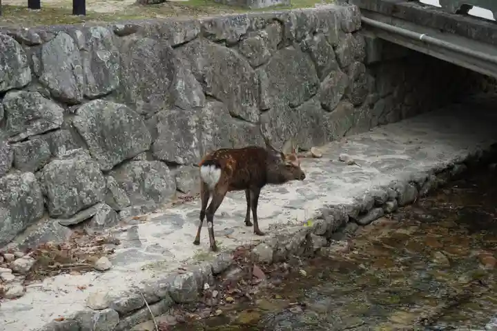 厳島神社の動物