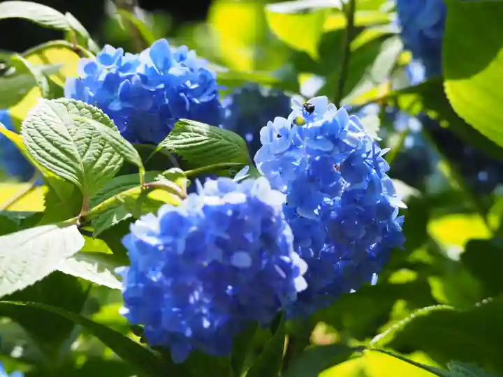 明月院(神奈川県)