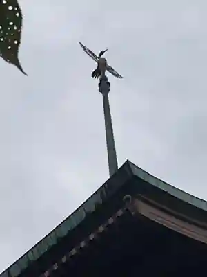 大雲院(京都府)