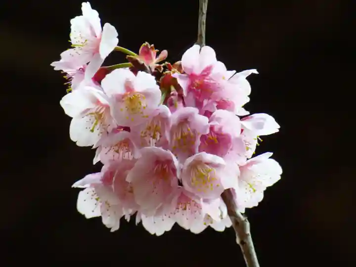 楽法寺(雨引観音)の自然