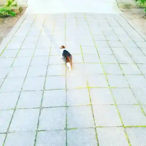 息栖神社の動物
