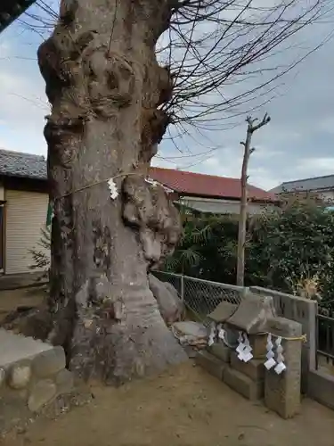 神明神社の自然
