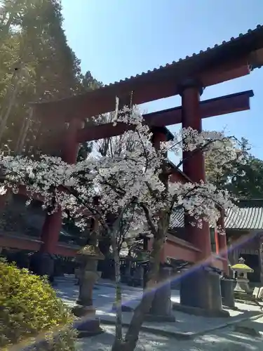 北口本宮冨士浅間神社の鳥居