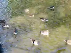 菊田神社の動物