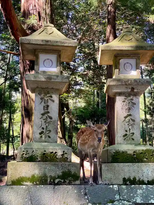 春日大社の動物