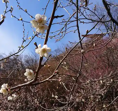 筑波山神社の自然