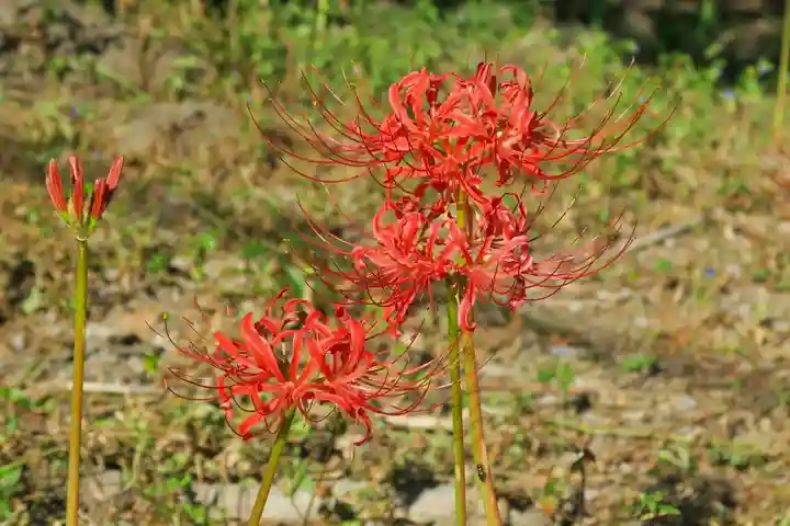 若宮八幡宮(京都府)