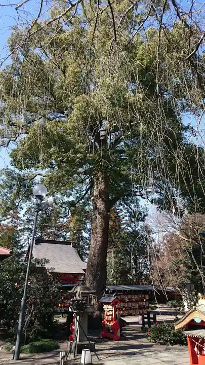 冠稲荷神社の自然