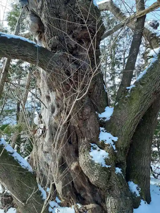 宝柳大権現の自然