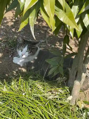 佐野赤城神社(栃木県)