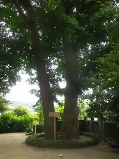 御霊神社の自然