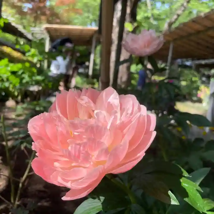 上野東照宮の自然