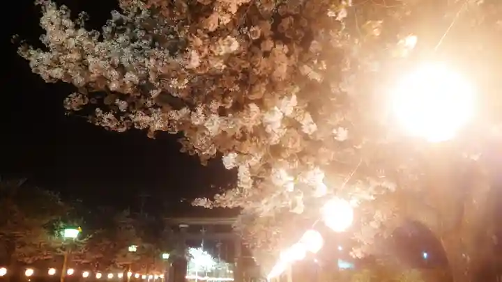 尾張大國霊神社(国府宮)の自然