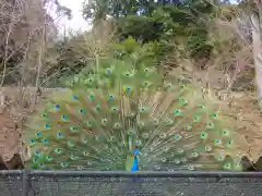 楽法寺（雨引観音）の動物