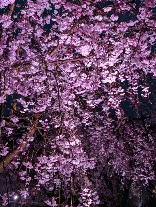 平安神宮の{uncategorized: "未分類", other: "その他", undefined: "問題あり", building: "その他建物", grave: "お墓", sacred_gate: "鳥居", guardian: "狛犬", statue: "像", buddha: "仏像", history: "歴史", nature: "自然", garden: "庭園", animal: "動物", pagoda: "塔", temizu: "手水舎", mountain_gate: "山門・神門", sanctuary: "本殿・本堂", subordinate: "末社・摂社", art: "芸術", scenery: "景色", jizo: "地蔵", ema: "絵馬", goshuin: "御朱印", omikuji: "おみくじ", items: "授与品その他", amulet: "お守り", goshuincho: "御朱印帳", eats: "食事", festival: "お祭り", votive_dance: "神楽", shichigosan: "七五三参", wedding: "結婚式", experience: "体験その他", initially: "初詣", around: "周辺", anti_infection: "感染症対策"}