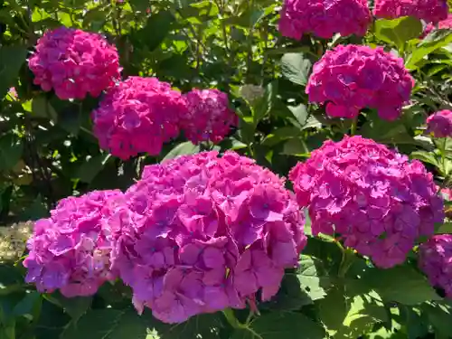 蓮華峯寺(新潟県)