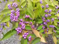 神明神社(福井県)