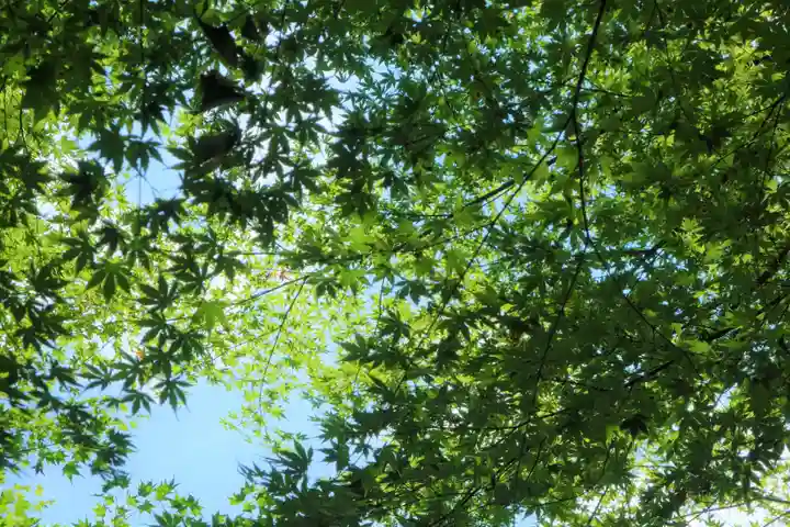 貴船神社の自然
