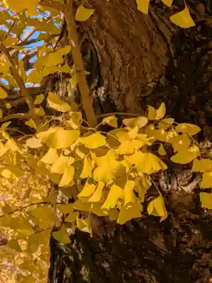 新井薬師(梅照院)(東京都)