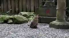 小野照崎神社の動物