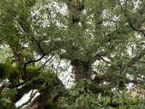 北野天満宮の自然