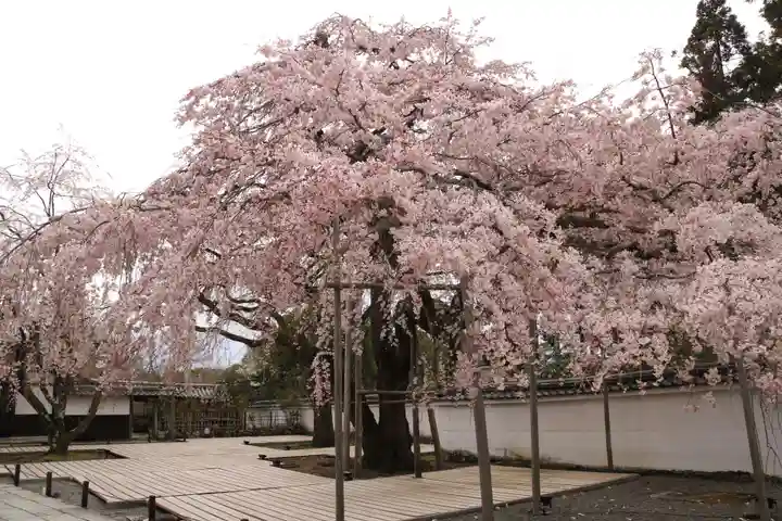三宝院(三宝院門跡)の自然