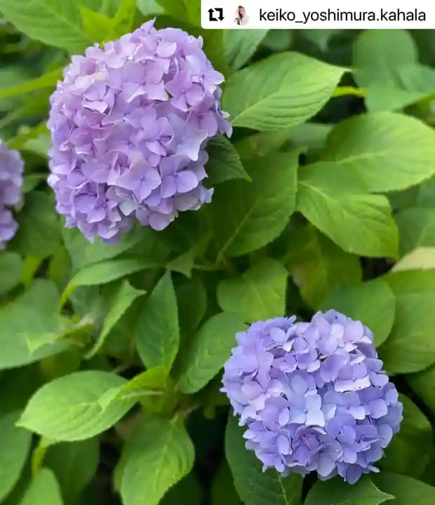 普門寺(切り絵御朱印発祥の寺)の自然