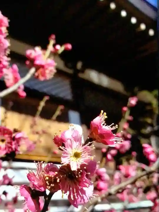 福蔵院(東京都)