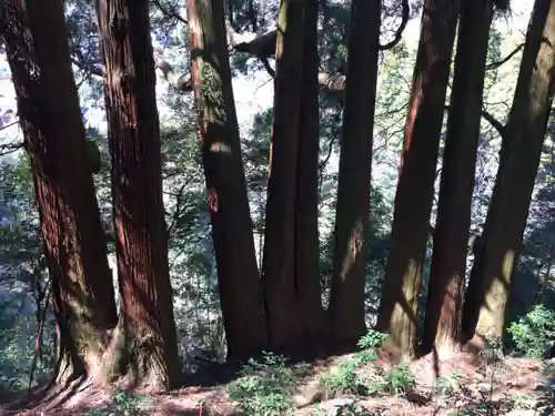 天岩戸神社の自然
