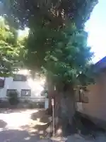 相模原氷川神社の自然