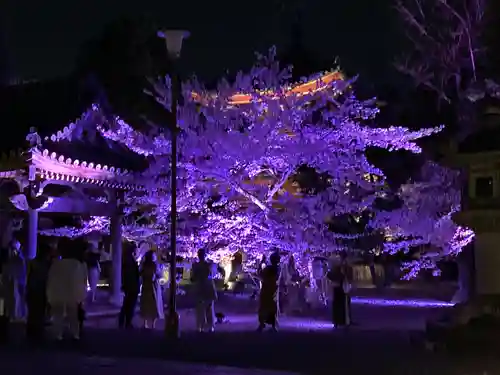 知恩院(京都府)
