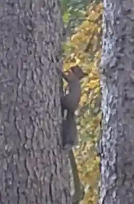 八幡神社の動物