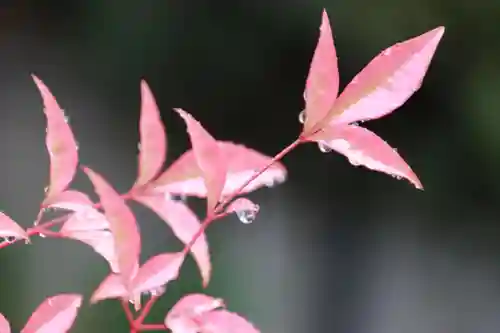 安積國造神社の庭園