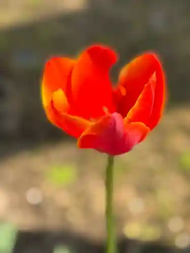 西方山極楽寺(岐阜県)