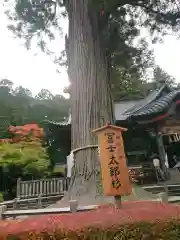 北口本宮冨士浅間神社の自然