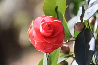 長屋神社の自然