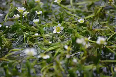 加茂神社(滋賀県)