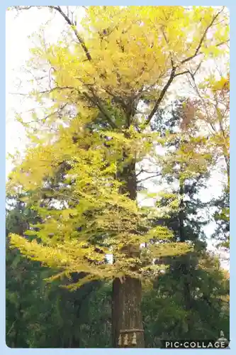 上一宮大粟神社の自然