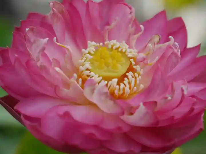 極楽山 浄土寺の自然