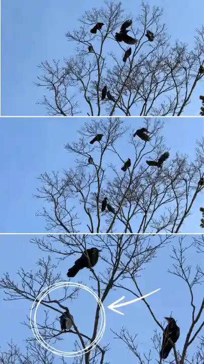 由追稲荷神社(北海道)