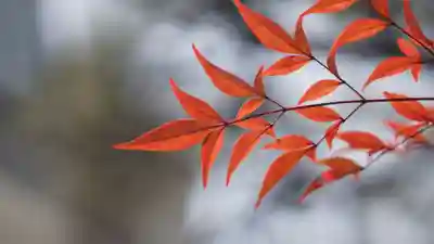 行願寺（革堂）(京都府)