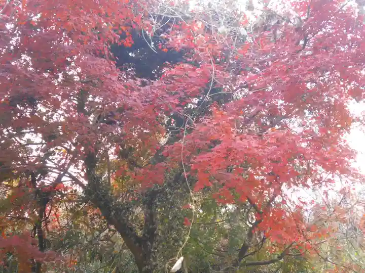 永福寺跡(永福寺址)の自然