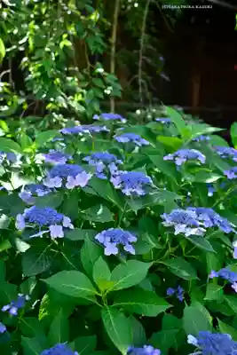 桜神宮(東京都)